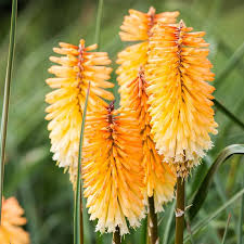 Image result for Kniphofia grantii