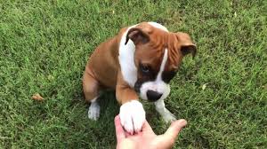 Training Boxer Puppy(3 months old) - YouTube