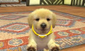 Lab & friends unlock all breeds, rooms, items, and toys on nintendo ds. Cheats For Niten Dogs