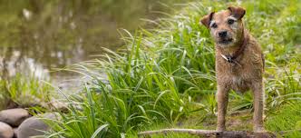 Image result for border teriér