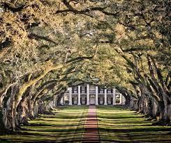 a tree tunnel is a road lane or track where the trees on each side form a more or less continuous canopy overhead giving the effect of a tunnel the