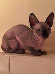 CFA Colors & Patterns - Beeblebrox Sphynx
