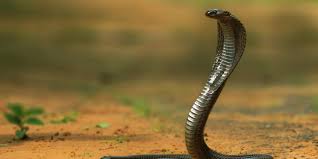 A quick look at the map means hardly anyone in the. 10 Top Myths About Snakes In India