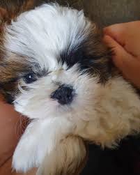 Sandra Calado Borba 的Instagram photo • Feb 6, 2020 at 2:05 PM