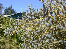 Image result for Bocconia