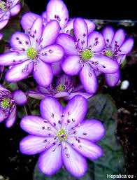 However, at last, we were successful in compiling this beautiful list featuring 15 most rare flowers in the world. Hepatica Japonica Hyoujunka Hepatica Eu Unusual Flowers Unique Flowers Beautiful Flowers