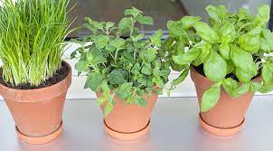 Как вырастить укроп в квартире зимой: 7 простых способов