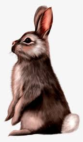 Picsart's emoji stickers are a fantastic and free way to level up your content and give your photos a personality. Cute Animals Png Picsart Png All Animal Transparent Png 1069x845 Free Download On Nicepng