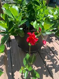 Image result for dipladenie suaveolens obrázek