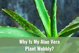 In the growing season, generally spring and summer into early fall, these succulents need to be kept moderately moist. Why Is My Aloe Vera Plant Wobbly Ready To Diy