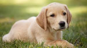 Check spelling or type a new query. Golden Retriever Mixes 61 Great Cross Breeds You Ll Love