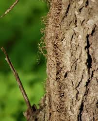 How To Identify Poison Ivy At Any Time Of Year Identify Poison Ivy Poison Ivy Pictures Poison Ivy Vine