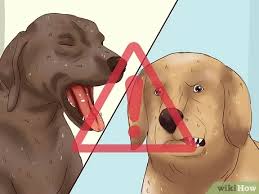 Dog bites can cause significant injury to the skin and soft tissues. 4 Ways To Prevent Dog Bites Wikihow Pet
