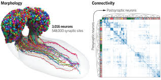 The connectome of an insect brain