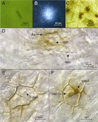 Image result for Uncinula necator