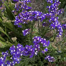 Image result for Limonium sinuatum