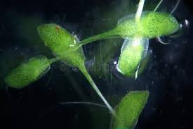 Image result for Lemna trisulca