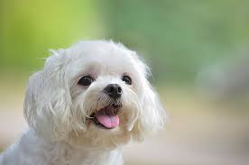 White Maltese Dog Sticking Out Tongue By Boti