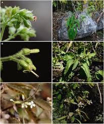 Image result for Kalanchoe latisepala