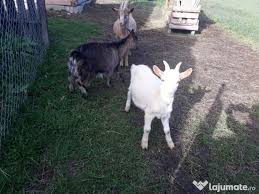 Vrei casa de vanzare tulcea? Capre Cu Ieziboiu Adroi Zoo