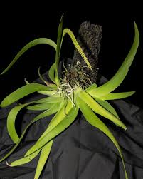 Image result for Oberonia