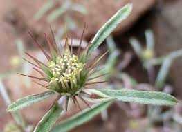 Image result for Dicoma tomentosa