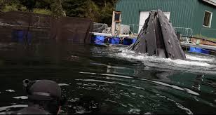 Image result for whale wisdom documentary