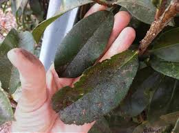 Image result for sooty mould