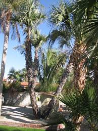 Image result for Hyphaene