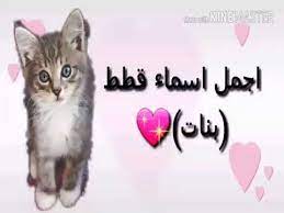 اجمل اسماء قطط انثى youtube