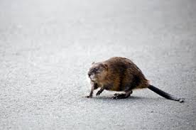 The professionals at amco pest solutions will how can i prevent muskrats in the future? Muskrat Control Trapping Removal Service