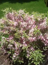 Are these flowers showy or barely noticeable? What Is This Pink Flowering Shrub In Massachusetts And How Can I Transplant It Gardening Landscaping Stack Exchange