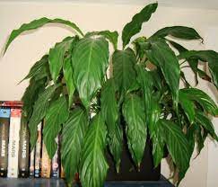 Why do so many indoor gardeners have trouble with the peace lily? Peace Lily Plant Spathiphyllum Guide Our House Plants