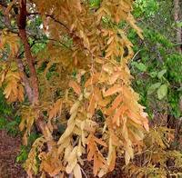 Image result for Brachystegia boehmii