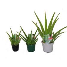 You have to use a lot so the flowers. Find 100mm Aloe Vera At Bunnings Warehouse Visit Your Local Store For The Widest Range Of Garden Products Plants Aloe Landing Decorating Ideas