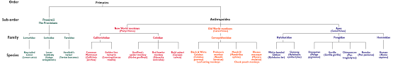 Primate Info Net Primate Taxonomy Script