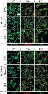 Animal cell therapies, inc., san diego, california. Gmp Compatible And Xeno Free Cultivation Of Mesenchymal Progenitors Derived From Human Induced Pluripotent Stem Cells Stem Cell Research Therapy Full Text