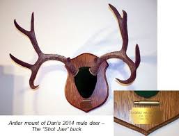 White antlers, color scheme that matches living area. Mount Antlers Like A Pro