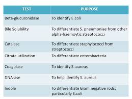 biochemical test to identify bacteria ppt video online