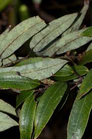 Image result for Agarista salicifolia