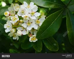 The choisya ternate, also referred to as mexican orange blossom or mexican mock orange, is a flowering, evergreen shrub native to mexico and the southwest usa. Choisya Shrub Delicate Image Photo Free Trial Bigstock