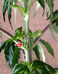 Keep reading to discover how to differentiate between male and female plants. Ladies Pre Flowering Female Marijuana Green Cultured Elearning Solution