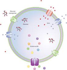 If you're behind a web filter, please make sure that the domains. Cell Membranes Learn Science At Scitable