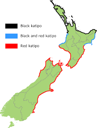 Black widow spiders are a venomous spider found in kentucky and our service area. KatipÅ Wikiwand