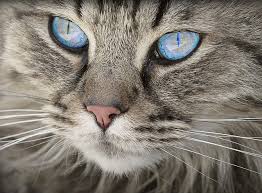You should not allow your cat to drink large amounts of almond milk. Can Cats Drink Almond Milk A Must Read For Cat Lovers