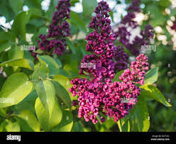 Image result for Jasminum breviflorum