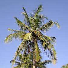 Image result for Cocos nucifera