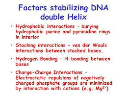 Image Result For Dna Hydrophobic Interactions Hydrogen Bond Hydrophobic Interactive