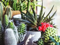 In extreme situations you can. What Indoor Plant You Should Get Based On Your Star Sign Urban List