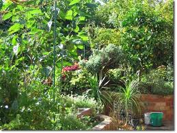 Lessons From An Urban Back Yard Food Forest Experiment Food Forest Garden Permaculture Gardening Forest Garden